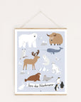 Lernposter Tiere des Polarkreises
